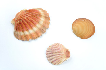 seashells
