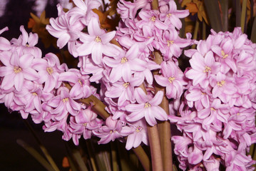 pink hyacinth