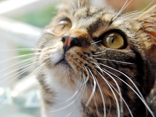 cat