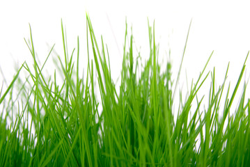 grass background