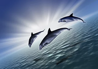 Schilderijen op glas drie dolfijn diagonaal © Olga Galushko