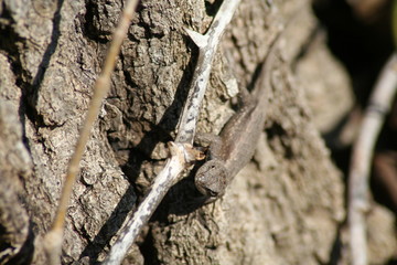 lizard