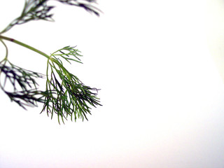 piece of dill