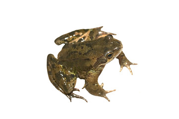frog isolated