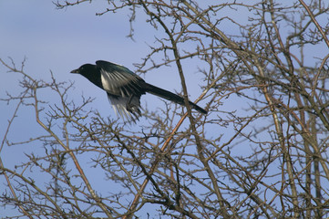 magpie in flight