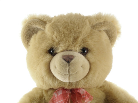 teddy bear portrait