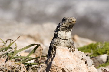 iguana