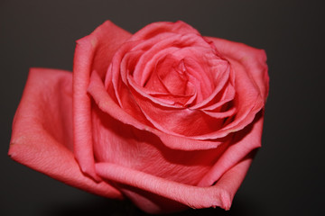 red rose