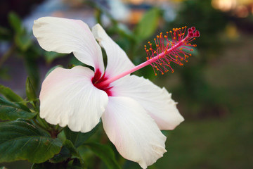 white flower