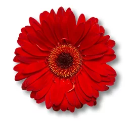 Deurstickers Bloemen red flower