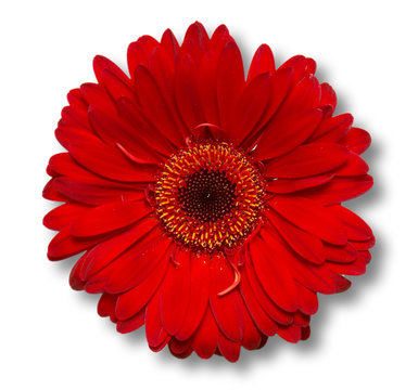 Red Flower Images – Browse 6,517,315 Stock Photos, Vectors, and Video
