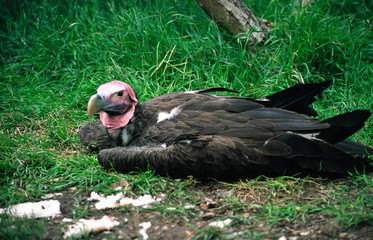lappet faced vulture