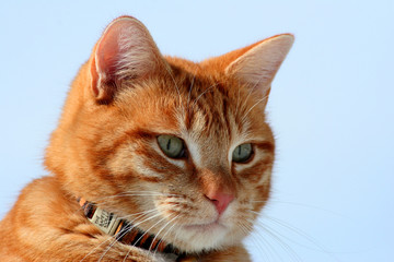 Obraz premium stalker 38