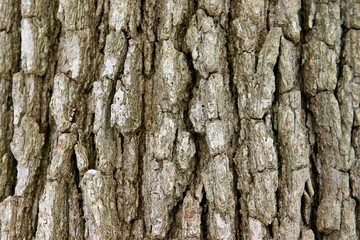 bark