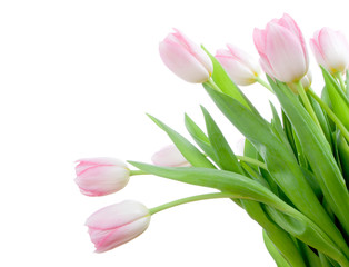 bouquet of tuplips - 2618852