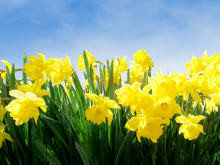 spring daffodils against blue sky