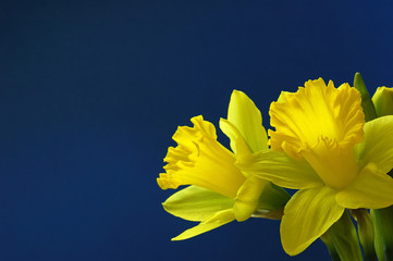 daffodil on blue © Lijuan Guo