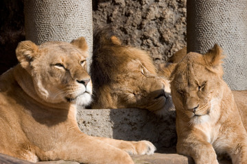lion and two lionesses
