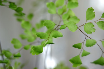 Fototapeta na wymiar green leaves 4