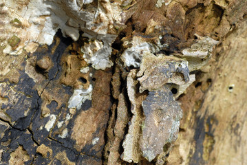 wooden organic background texture #9