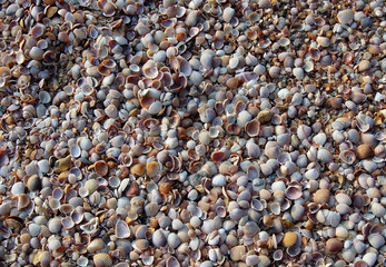 seashell background closeup