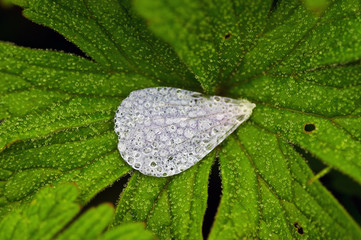 dew is sparkling on the grass