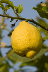 lemons