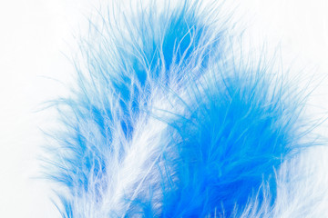Fototapeta premium white and blue feather background