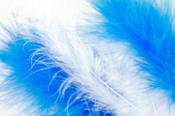 white and blue feather background