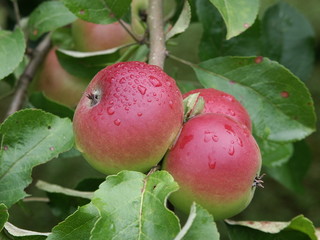 apfel