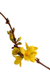 forsythia