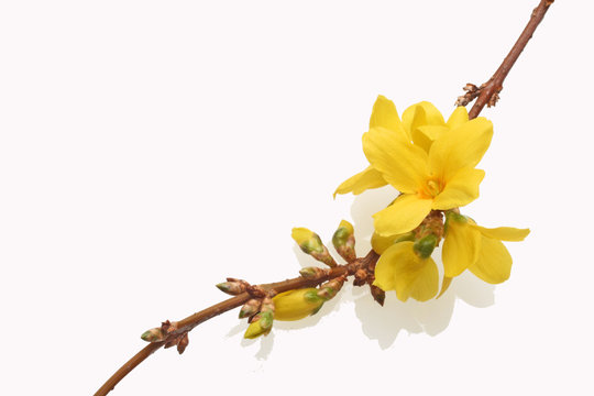 forsythia