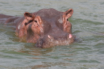 hippopotame de face