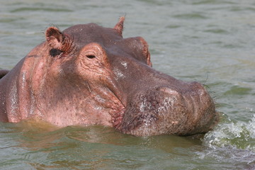 portrait d'hippopotame