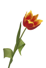 one red tulip with fringed petals edges of yellow