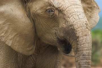 hairy muddy elephant