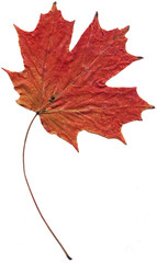 Autumn Leaf