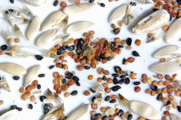 seeds