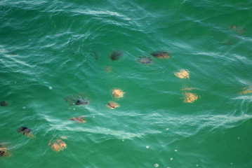 jelly fish in the gulf of mexico