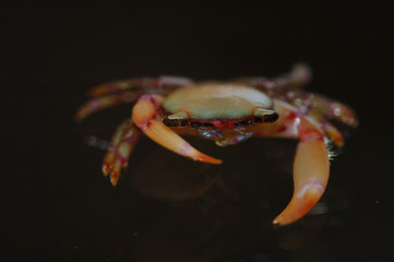 crab