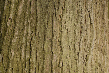 Fototapeta premium rind of a tree