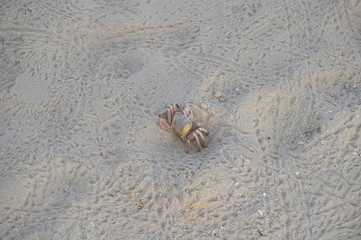 ghost crab