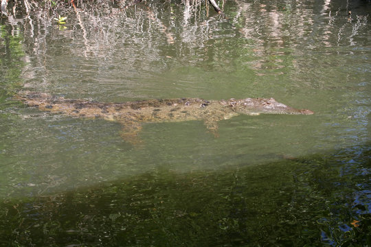 caribbean crocodile