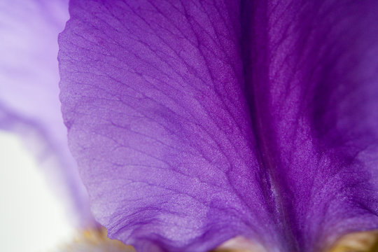 petal of iris
