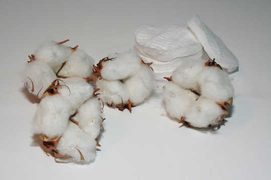 coton blanc