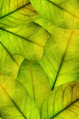 foliage background