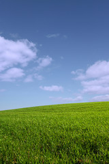 Fototapeta na wymiar the green hill (vertical)