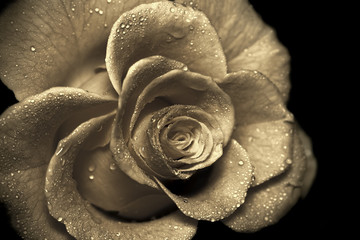 retro rose