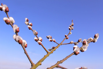 catkin spring in easter 03