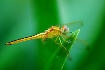 dragonfly